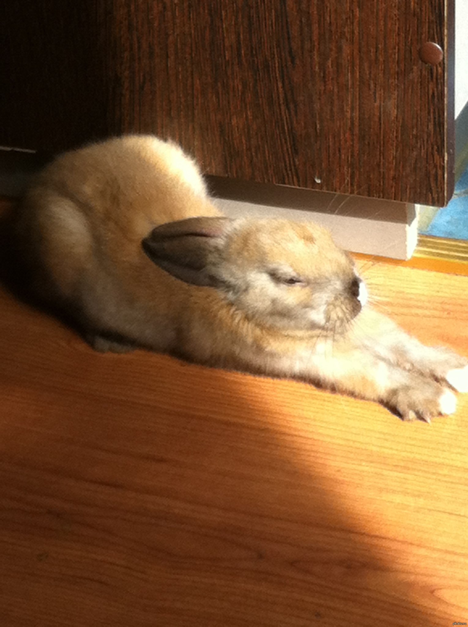 Уставшая зайка. Кролик лежит. Кролик на кровати. Зайчик проснулся. Уставший кролик.
