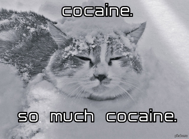 So much gone. Кот so much cocaine. Снег кокаин. So much cocaine Мем. Кот в снегу кокаин.