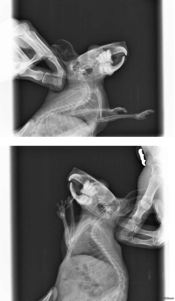 X-ray of a chinchilla - My, X-ray, Chinchilla