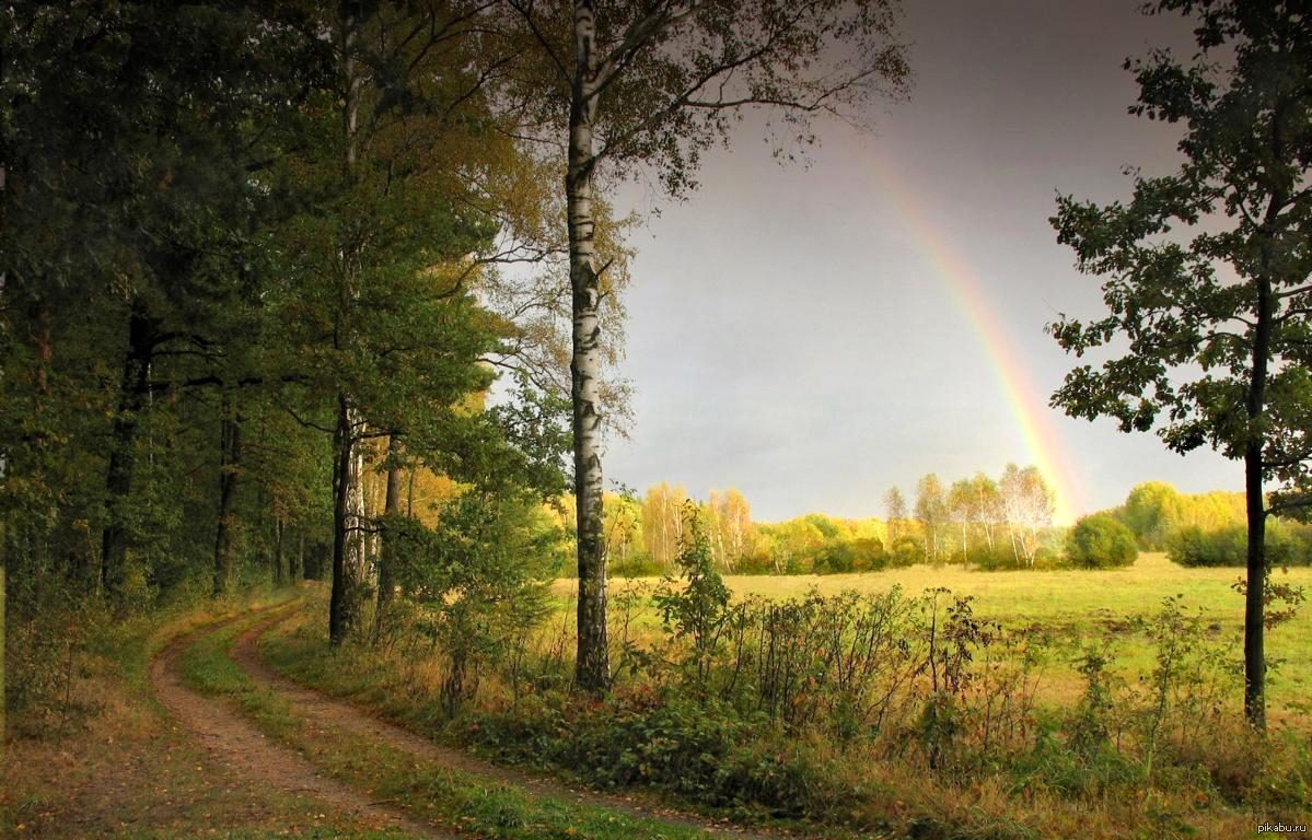 Дождь в лесу стих. Лесная Радуга Беларусь. Радуга в лесу. Пейзаж с радугой. Лес после дождя.