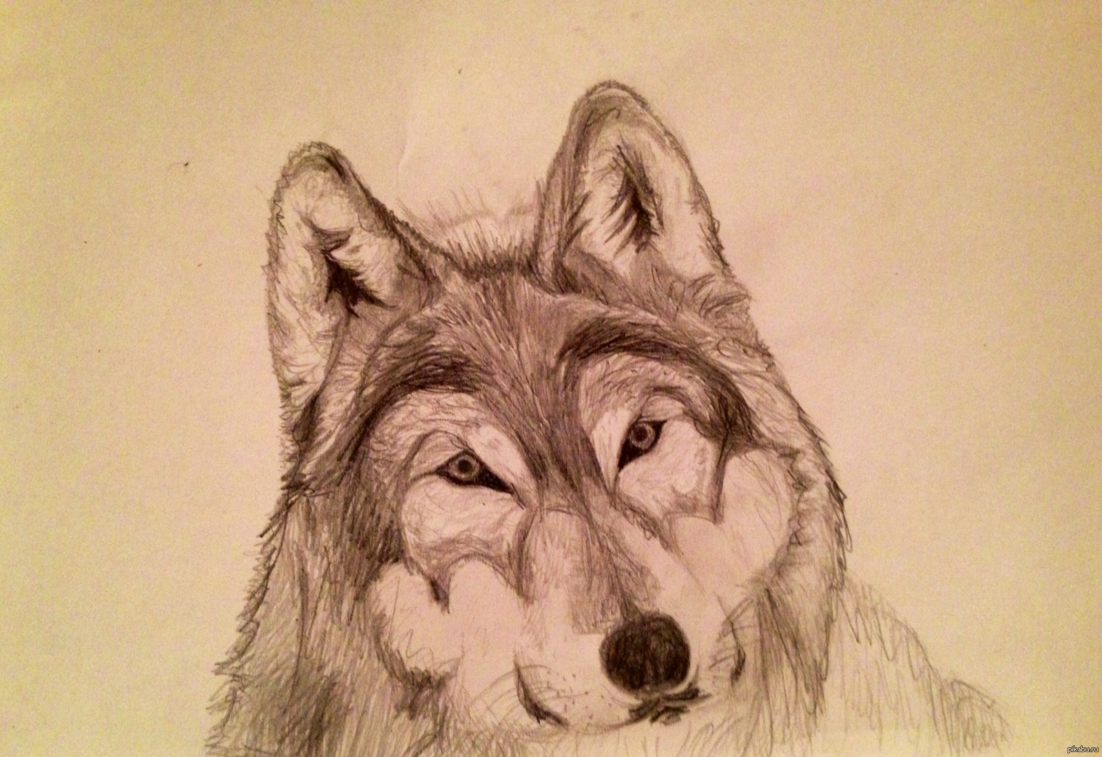 Волчонок карандашом