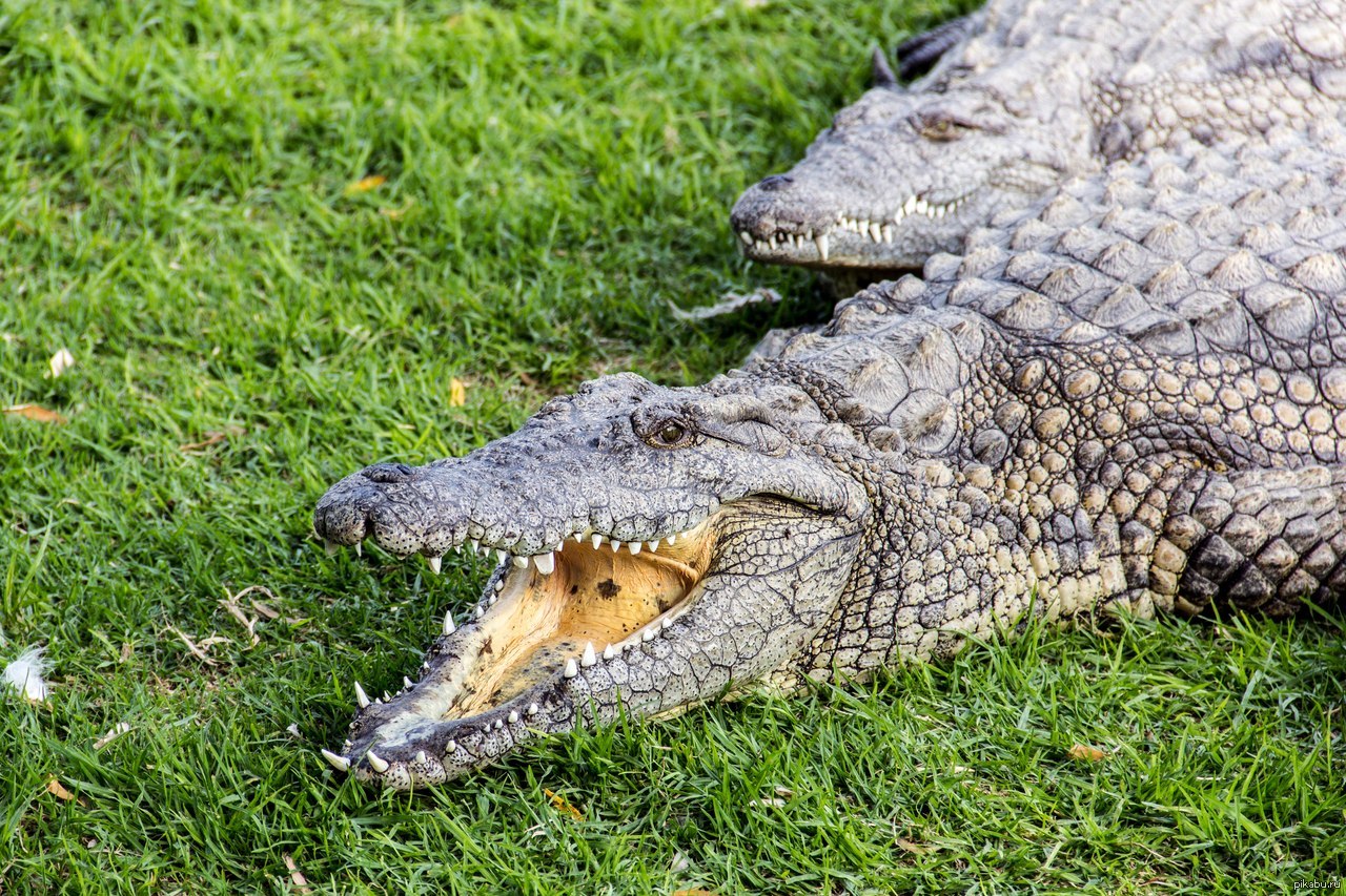 Крокодил картинка. Крокодилы Аллигаторы кайманы и гавиалы. Крокодил самец. Зубастый крокодил. Аллигатор в России.