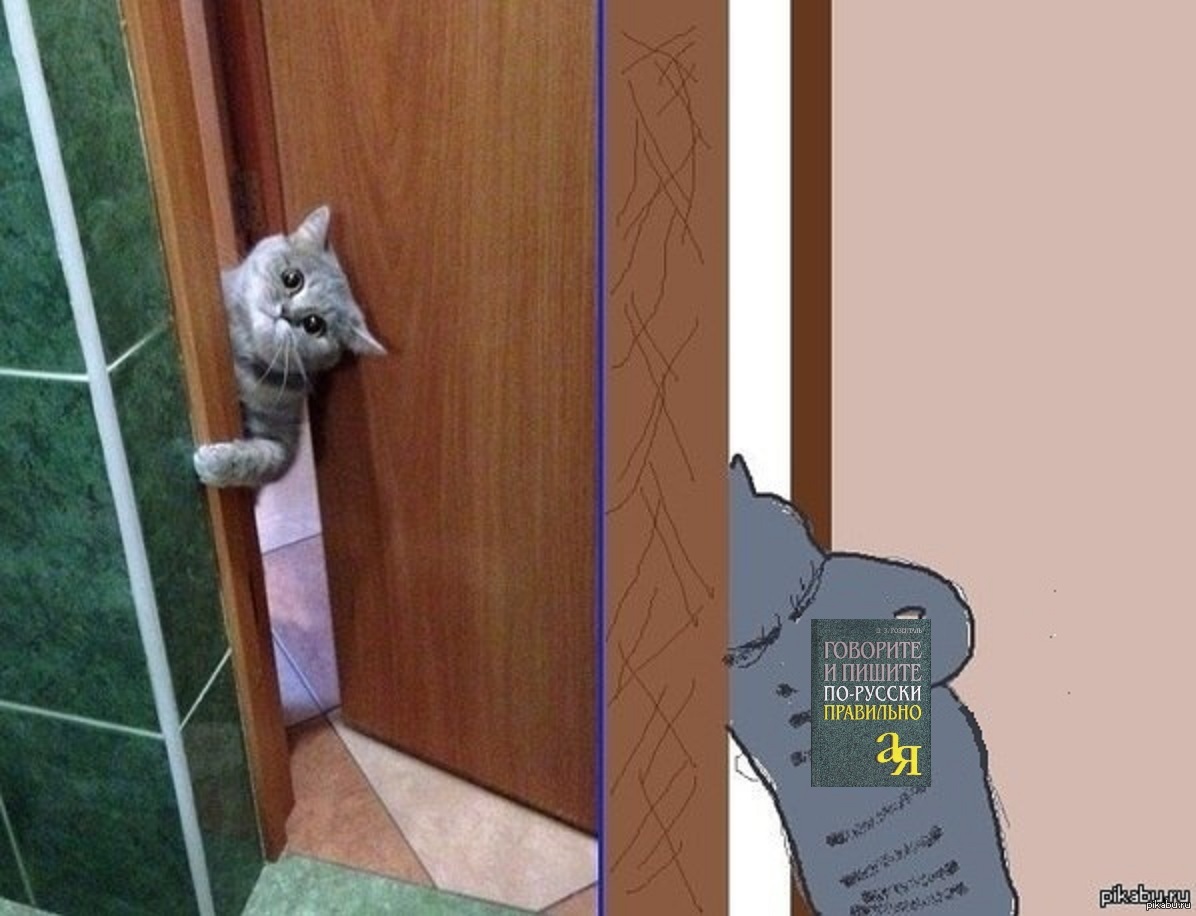 кот прячется в шкафу