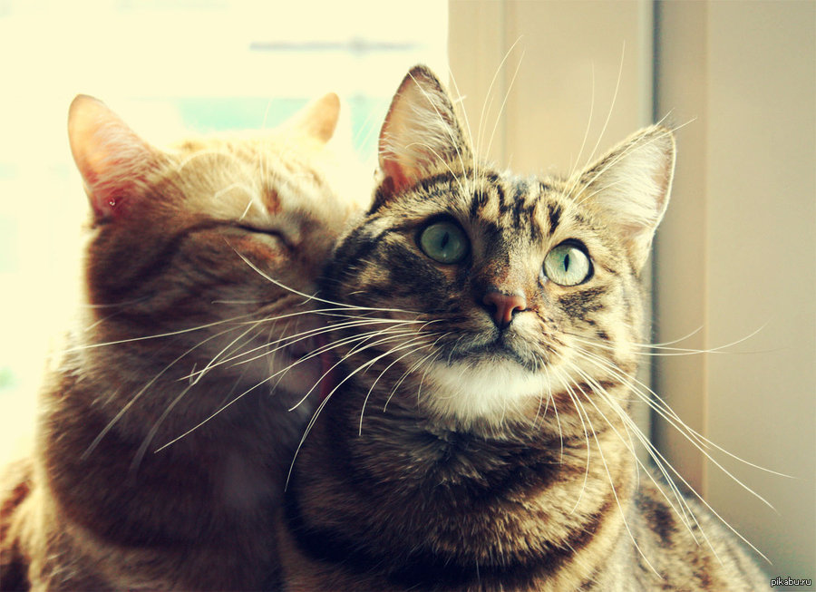 Кошка кэт. Кошачья любовь. Кот любовь. Хорошие коты. Кот и кошка любовь.