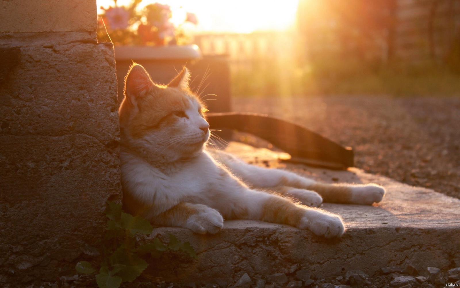 Солнечный теплый. Кот на солнышке. Кошка лежит на солнце. Кошка в лучах солнца. Солнечное утро котики.