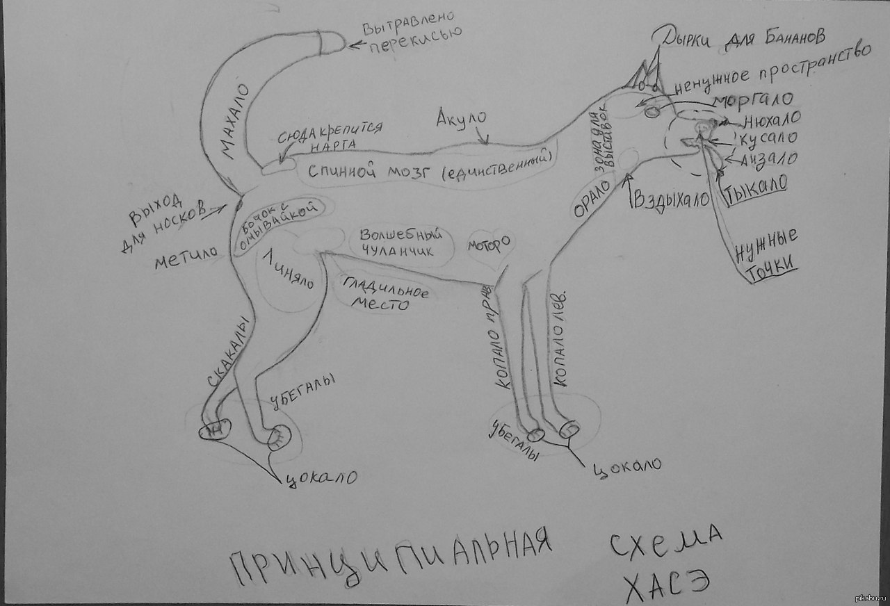 Схема собаки. Принципиальная схема собаки. Смешная схема собаки. Принципиальная схема собаки прикол.