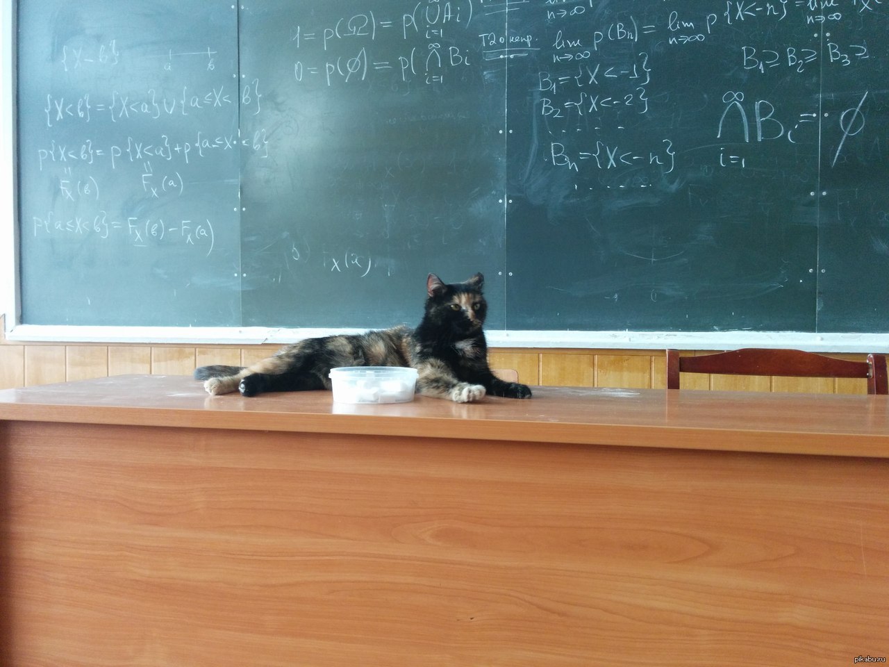 Профессор-кошка.