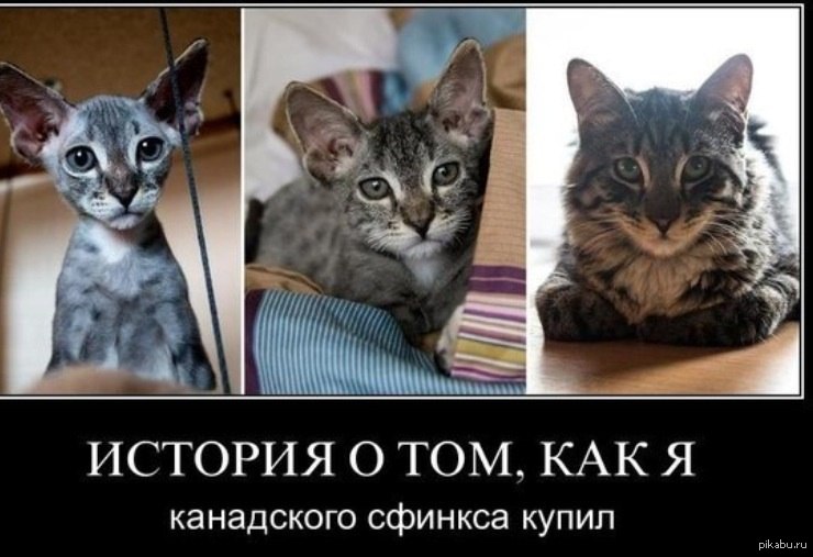 Авито Купить Котенка Сфинкса В Казани