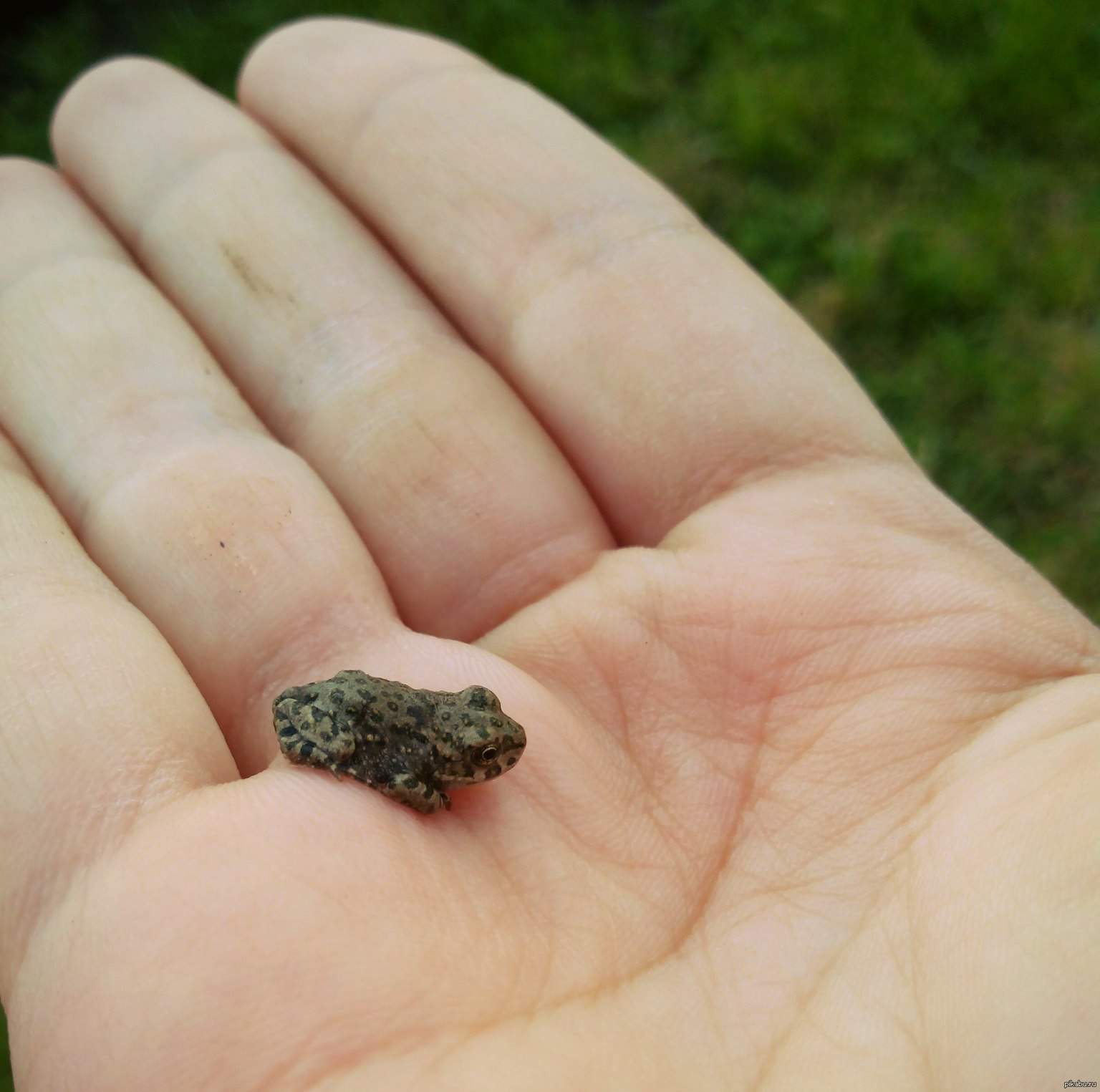 маленькая жаба