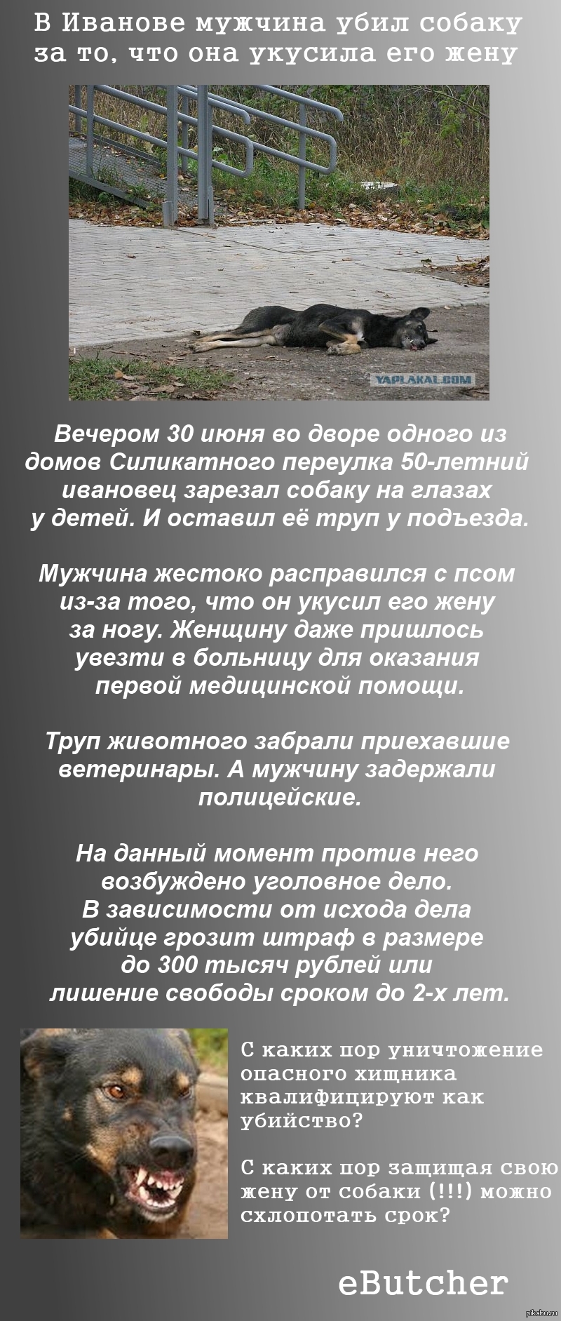 Убил собаку за то, что укусила жену. | Пикабу