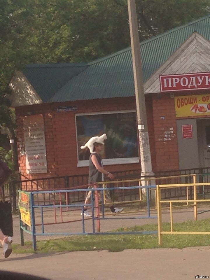 Открытку дню, унижающие картинки приколы