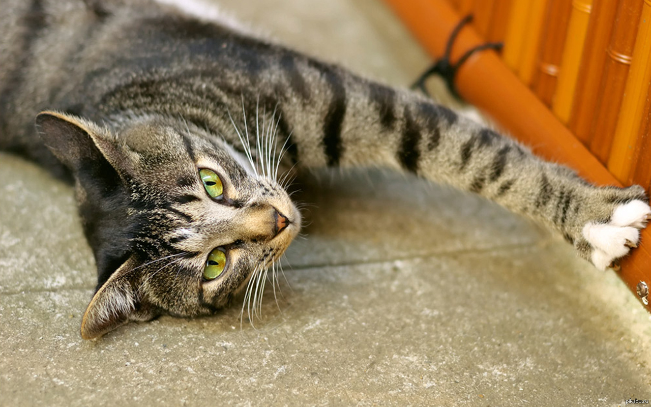 Кошка беспородная голодная. Котики муркотики. Полосатые кошки беспородные. Простой кот. Простой полосатый кот.