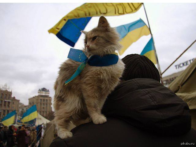Кот украинец