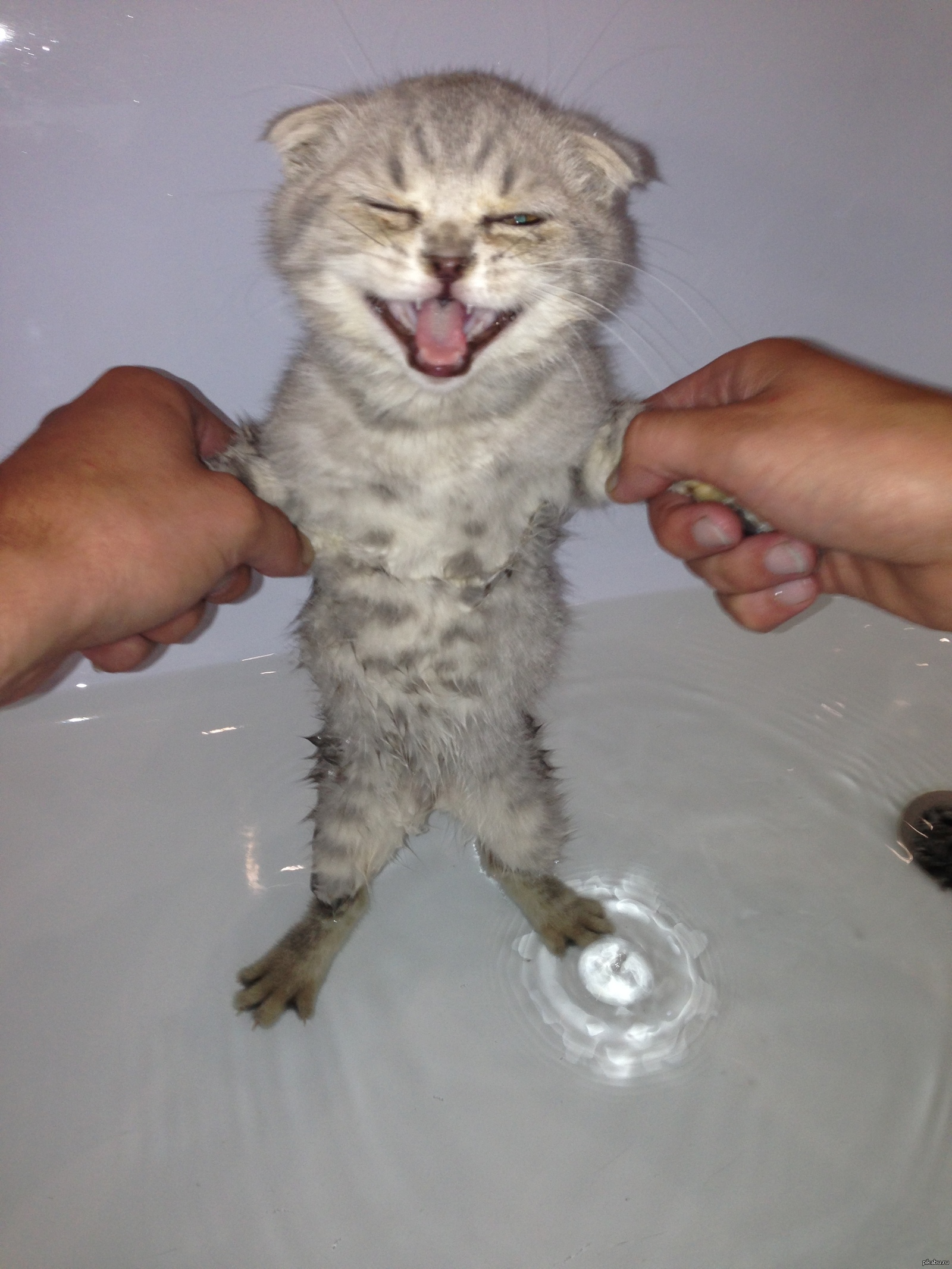 Котятам месяц можно купать. Мытый котенок. Приспособление для купания кота. Купание кота кусался.