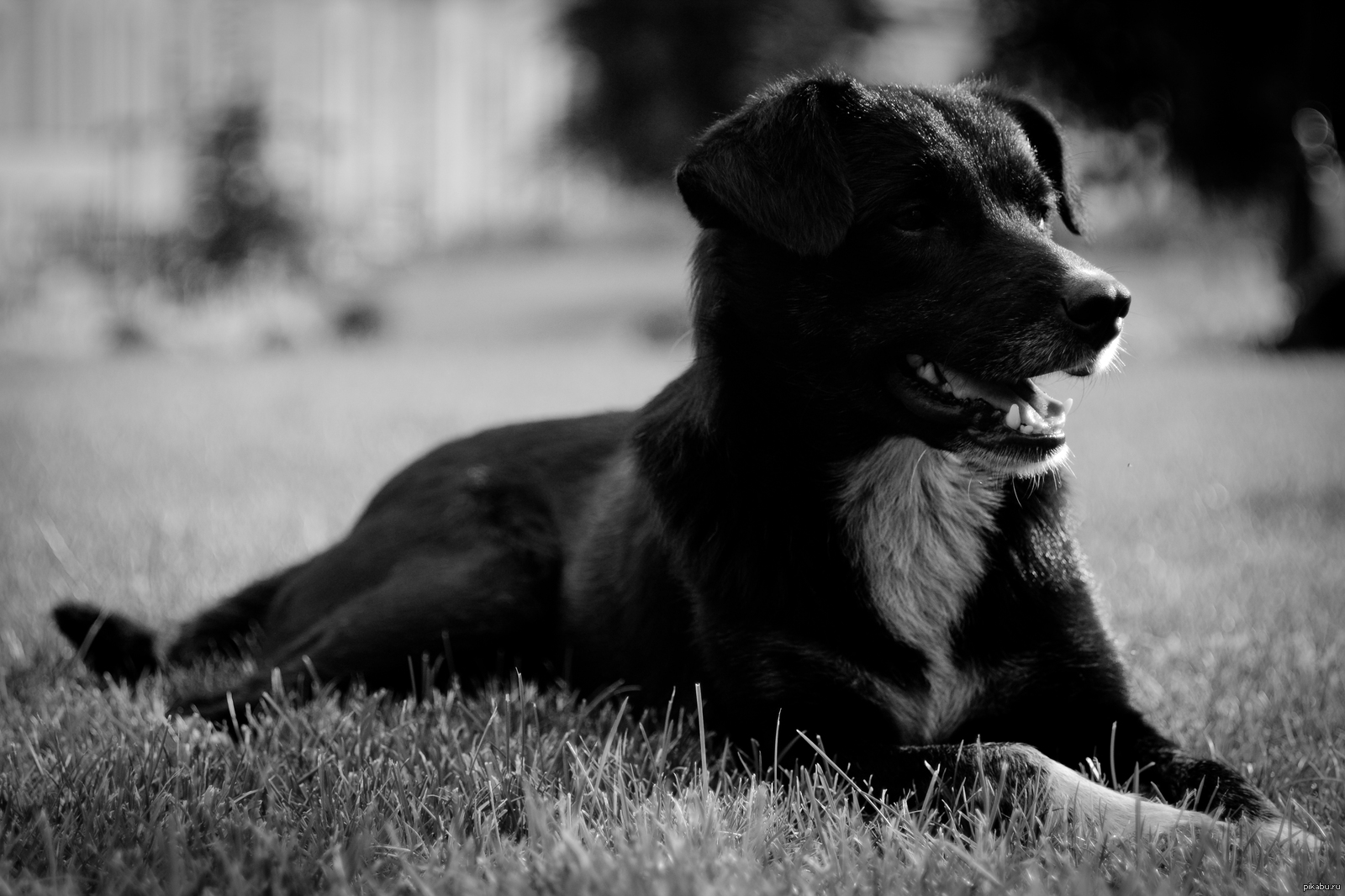 Черно белые картинки. Красивые черно белые картинки. Черно белый пес. Красивые черные картинки. Черно белая фотография собаки.