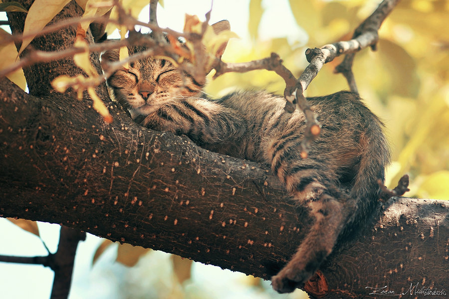 Спящее дерево. Кот на ветке. Коты на деревьях. Кошка спит на дереве. Спящий котик на дереве.