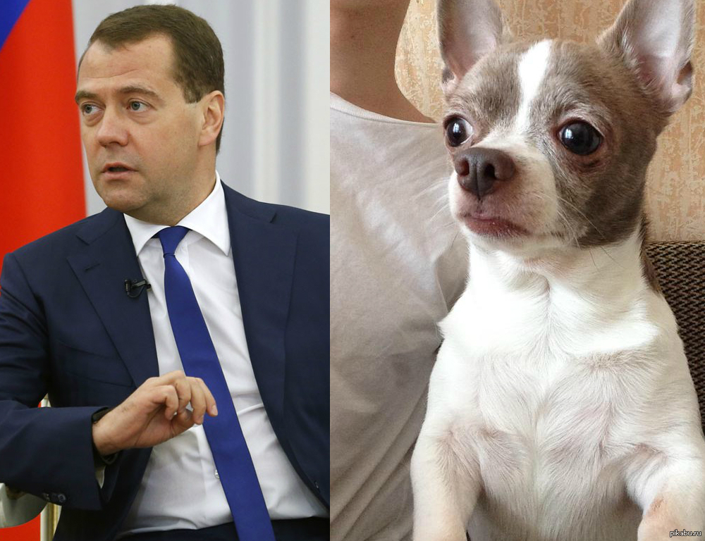 Популярные породы