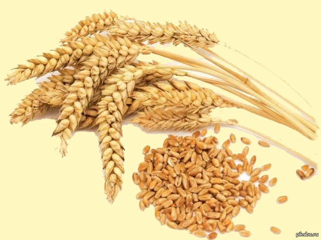 Crimea started exporting grain to Saudi Arabia and Cyprus - Russia, Crimea, Corn