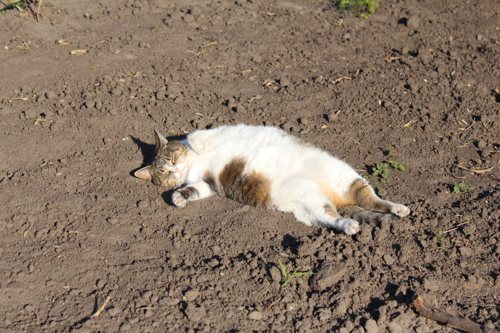 Cat Lucy wishes everyone good and warm! - My, cat, Heat, Kindness, Fatness