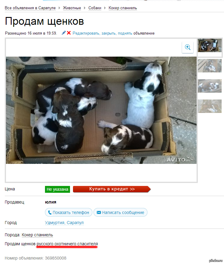 Объявление О Продаже Собаки