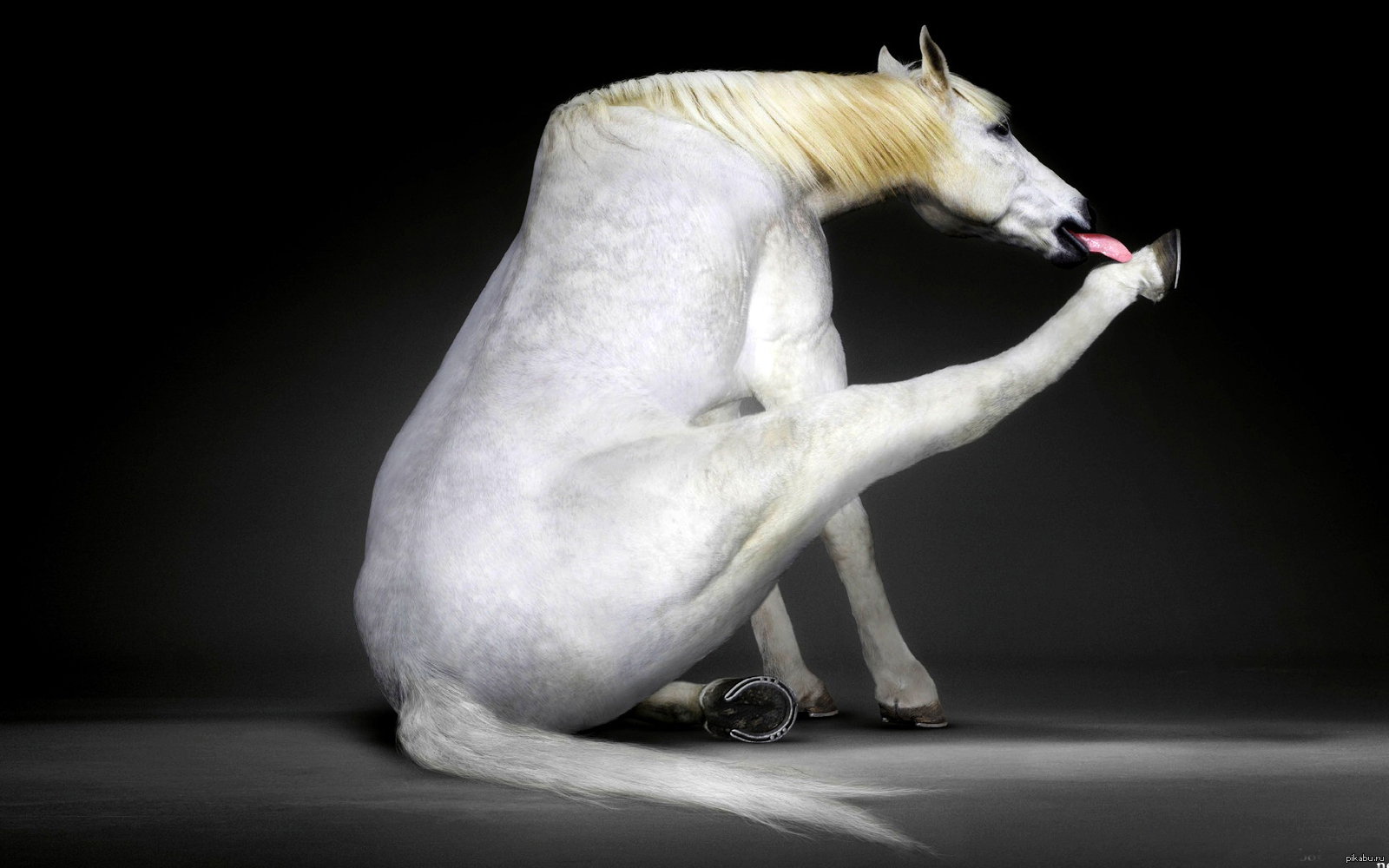 Коня жалко. Белая лошадь. Смешной конь. Единорог. Необычный Единорог.