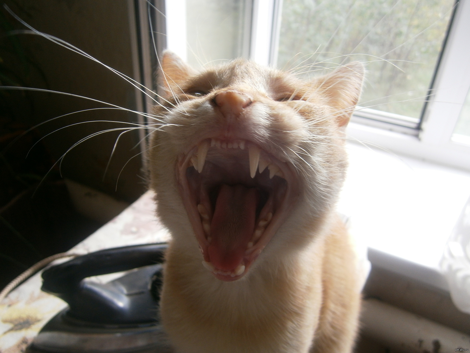 Смешной звук смеха. Кот смеется. Кот ржет. Кот улыбается. Беззубый кот.