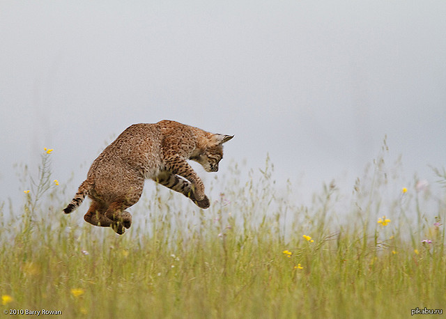 Рысь мышь. Рысь в прыжке. Рысь прыгает. Рысь бежит. Рысь убегает.