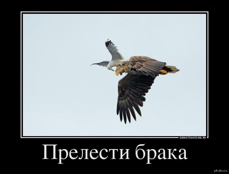 Праздником, картинки про женитьбу приколы