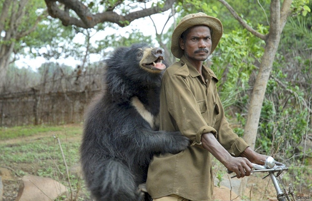 Веселый индийский медведь | Пикабу