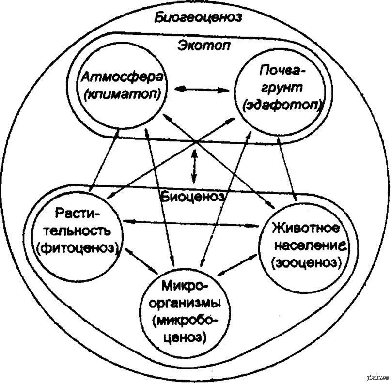 Структура биоценоза схема