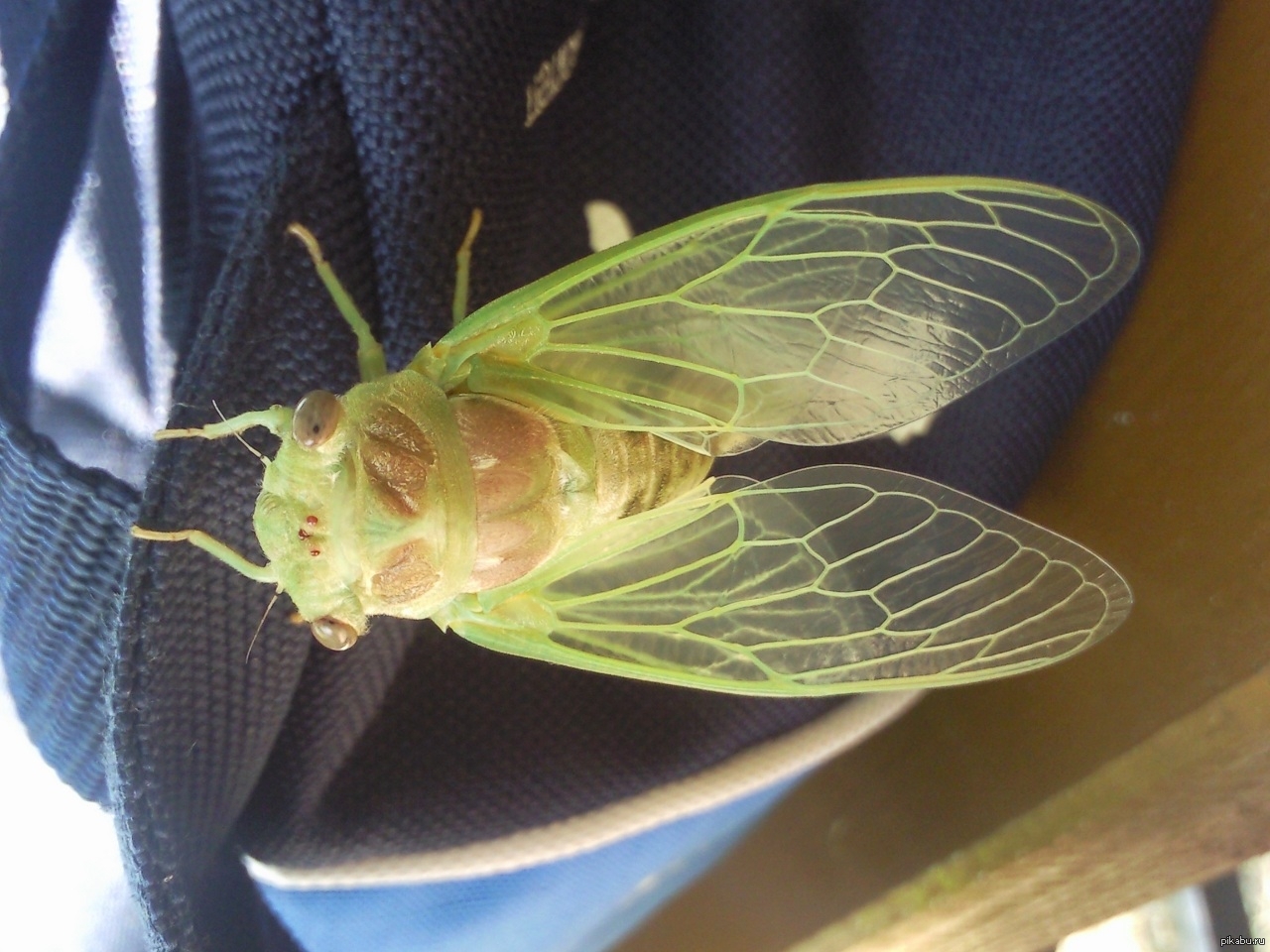 Чем опасны цикады. Муха цикада. Большая Муха цикада. Цикады в Тайланде. Корейская цикада.