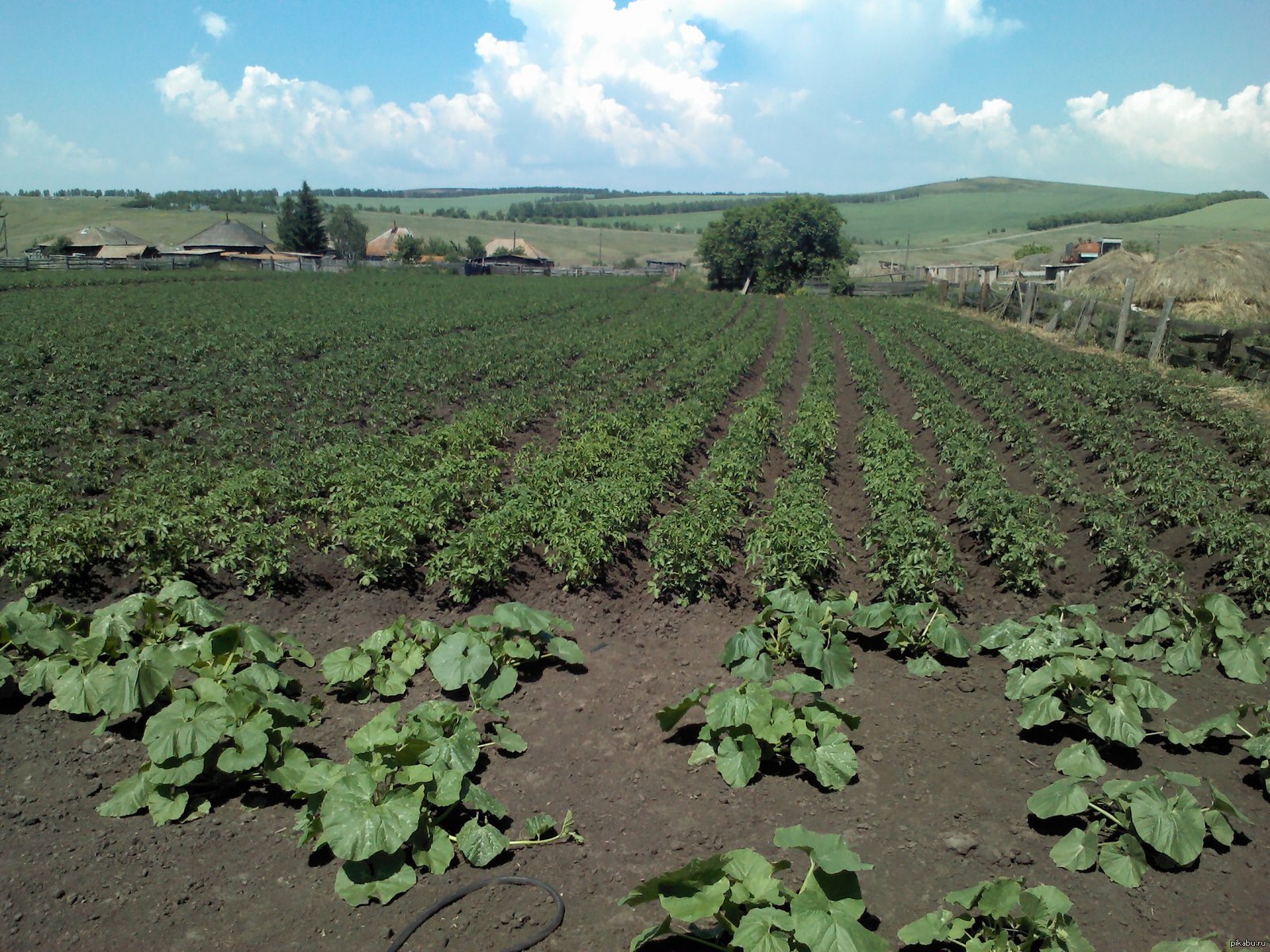 Картофельное поле в деревне