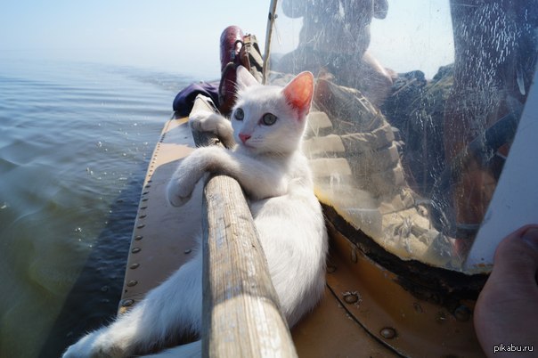 кот сидит в лодке. кошка у реки. кошка в лодке. кот сидит в лодке. коты на пристани.