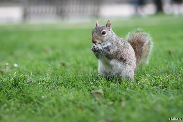 Звери лета. Дикие животные Лондон. Wildlife of England. Просьба зверей летом. Полли белка.