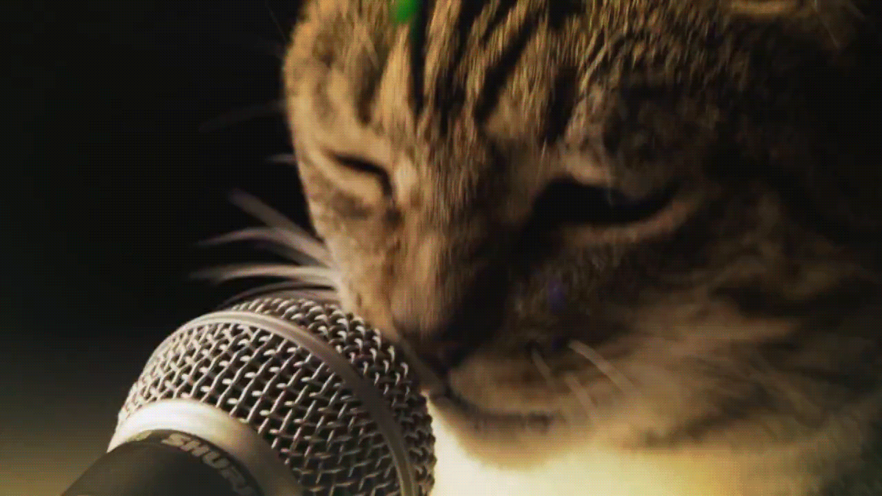 Кот поет в микрофон. Кот с микрофоном. Кошка с микрофоном. Кот поет.