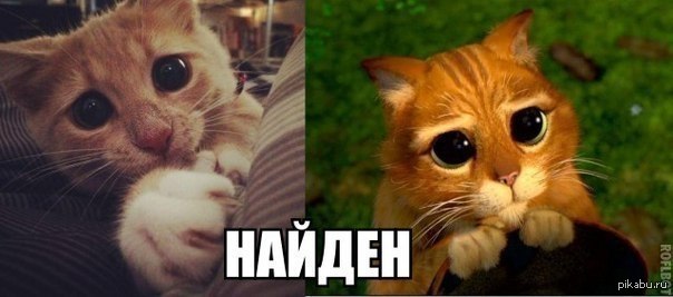 Кот из "Шрека" | Пикабу