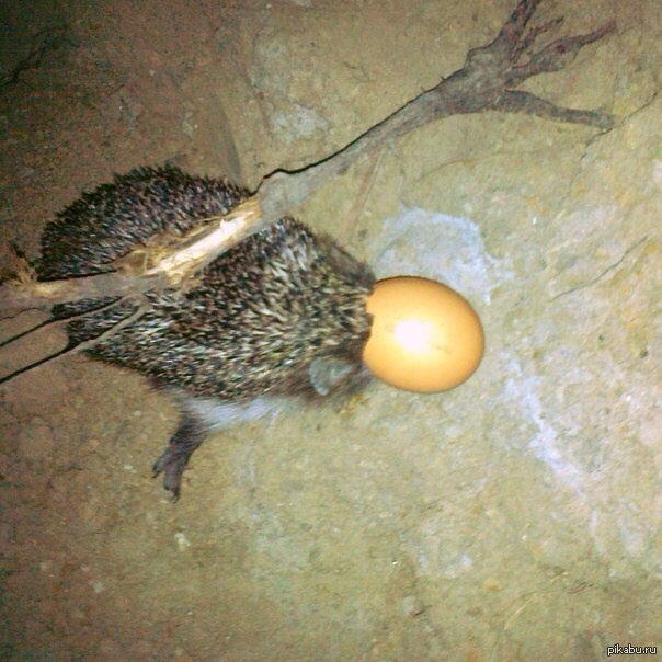 Сегодня вечером я узнала что такое запасливый ежик. | Пикабу