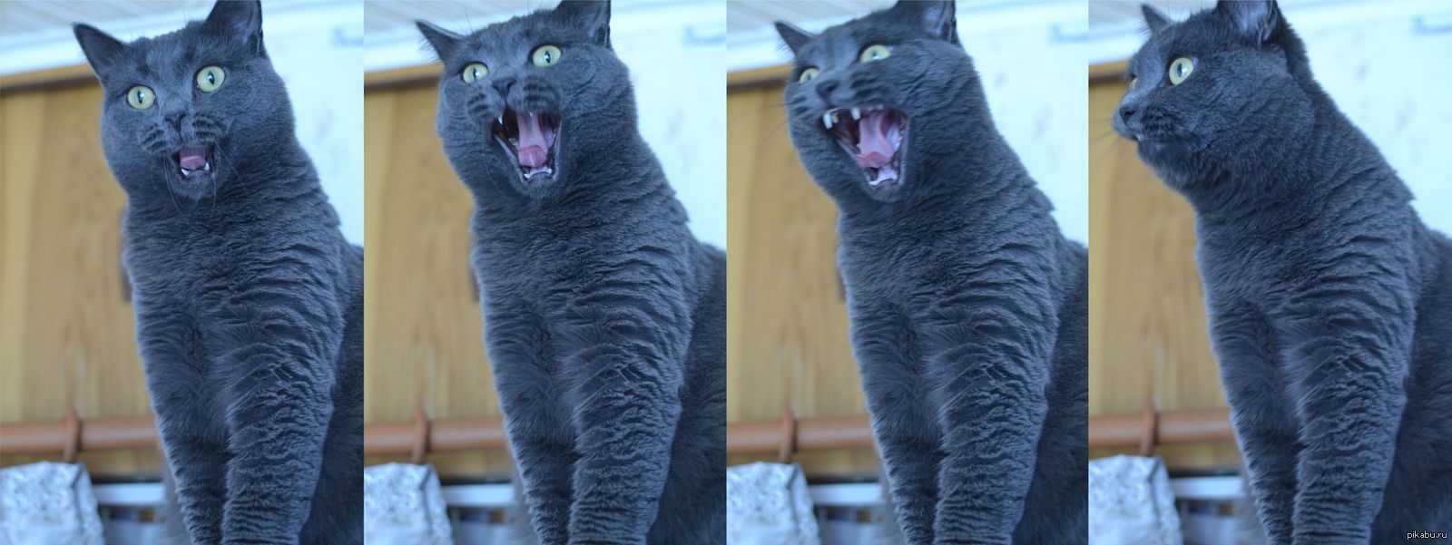 Процесс зевания кота | Пикабу