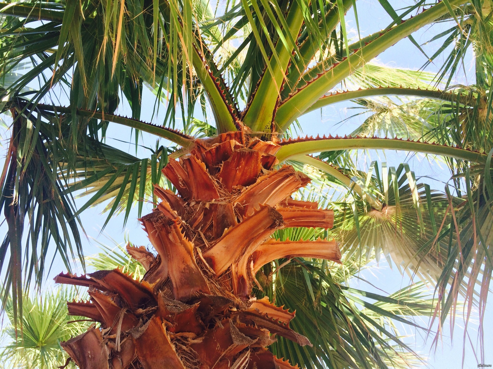 Под пальмой на берегу моря. | Пикабу