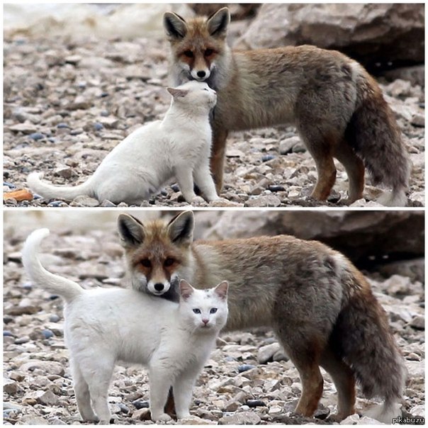 Кот Знакомство С Лисой Кот знакомство с лисой