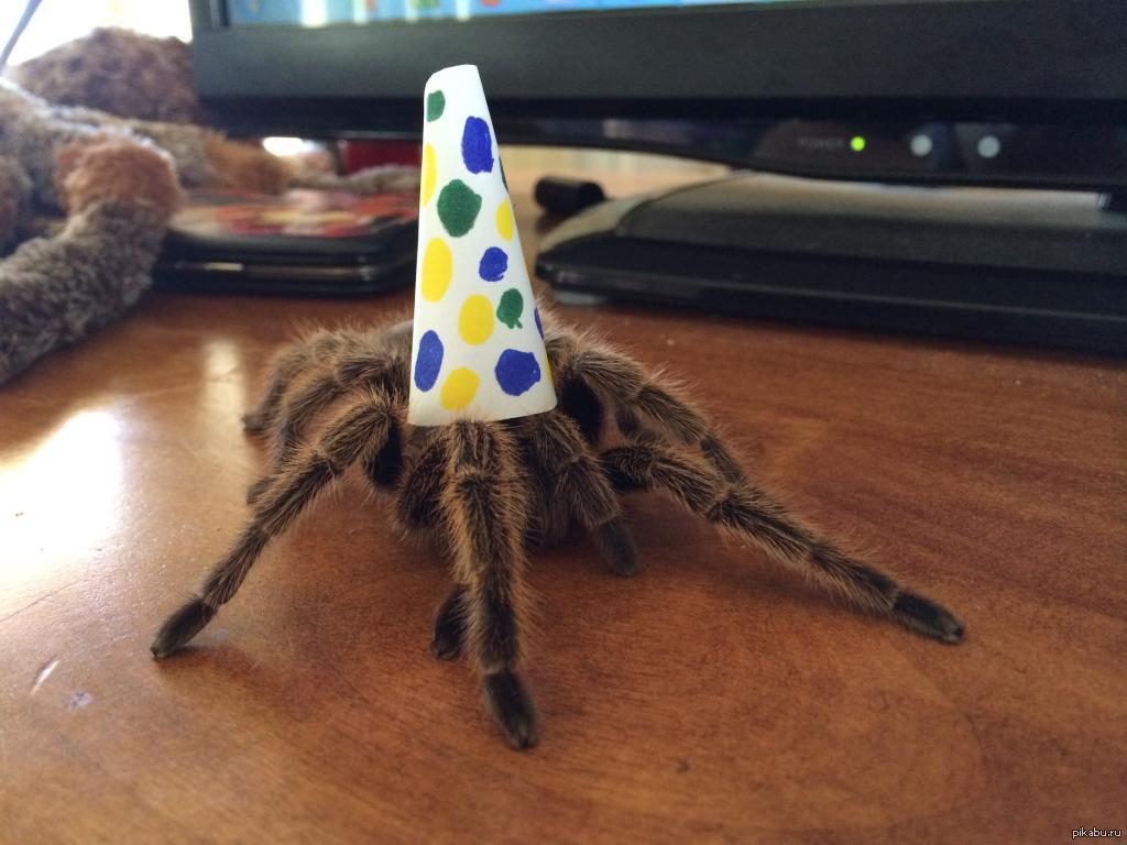 Spider кэш