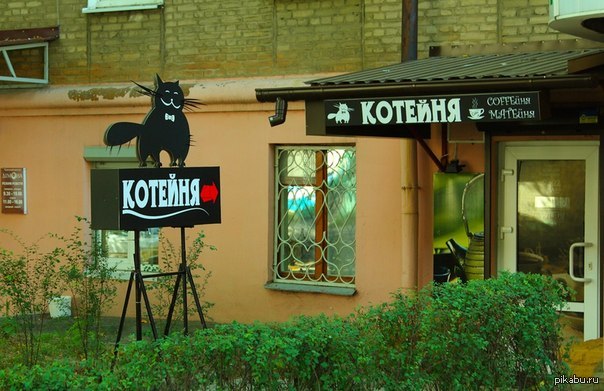 КОТейня ))) | Пикабу