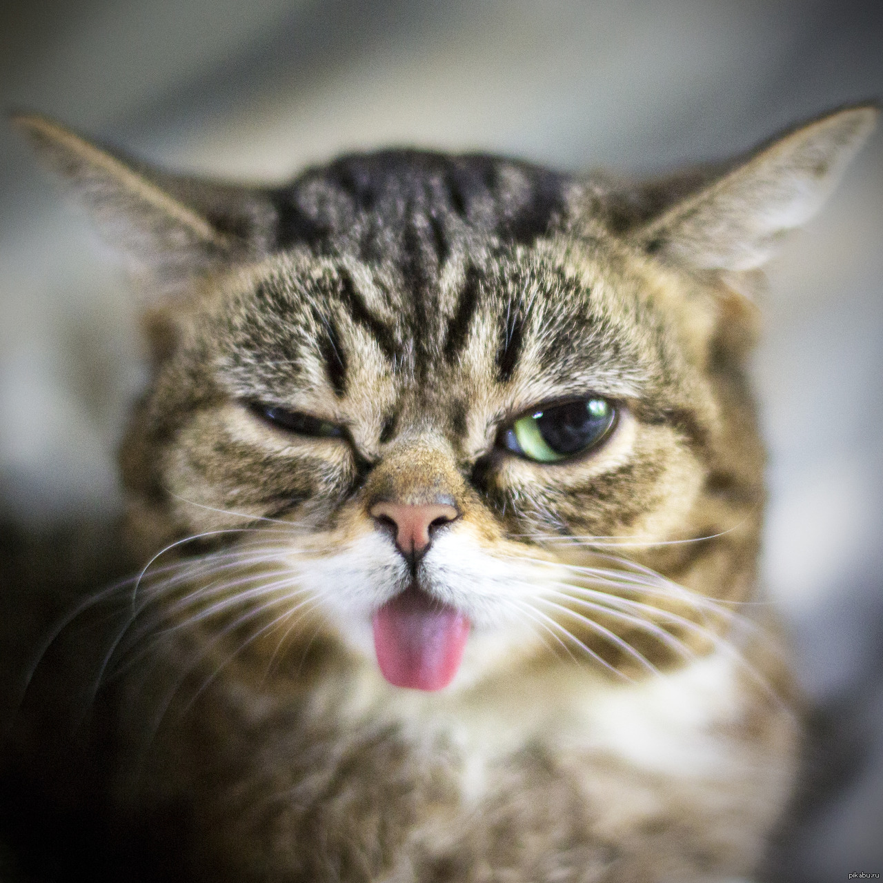 Дерзкие коты