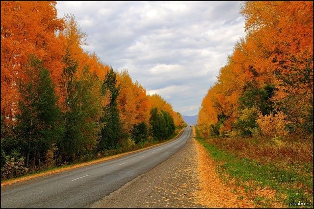 Какая осень. Усть-Каменогорск лес. Риддер Казахстан осень. Природа Усть-Каменогорска осень. Дорога Казахстан осень.