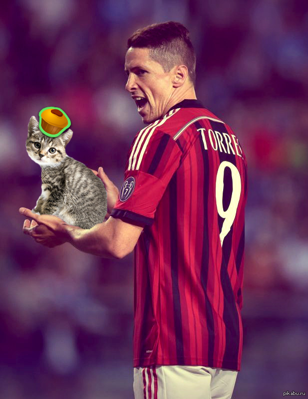 Fernando Torres - My, Fernando Torres, cat, Peekaboo