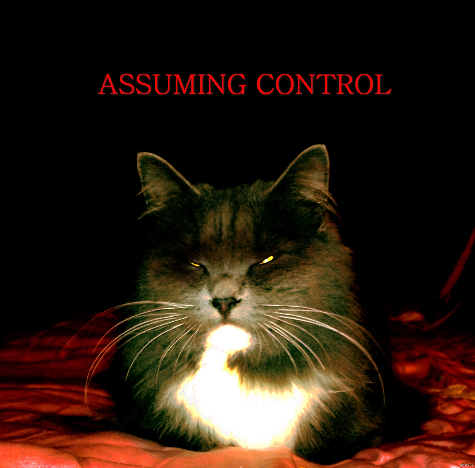 ASSUMING CONTROL - Who said Mass Effect?, Mass effect, Assuming Control, cat, Friday, My, My