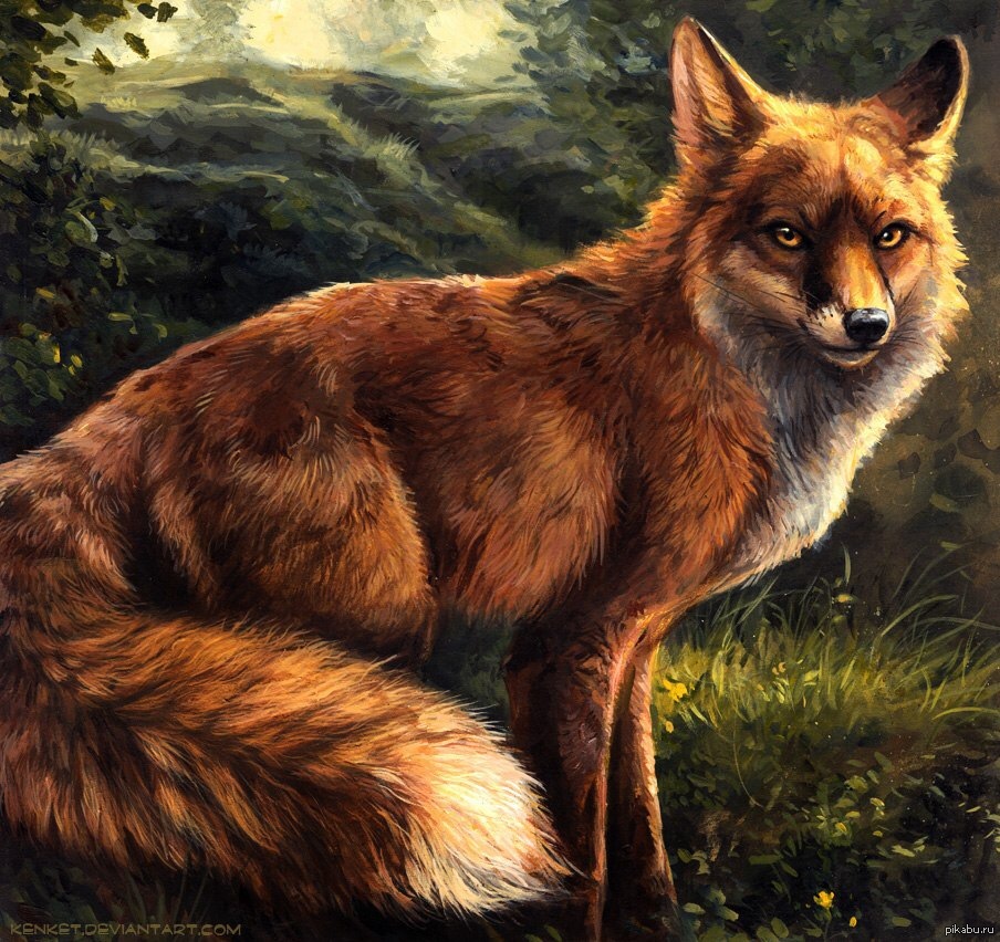 Арты животных. Kenket Fox. Furry Fox kenket. Лиса арт. Лисы Ари.