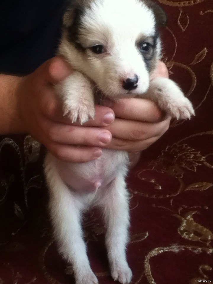 чех в добрые руки. метис стаффа и немецкой овчарки. отдам в добрые руки щенка. отдам щеночка в добрые руки. добрые собачки маленькие черные.