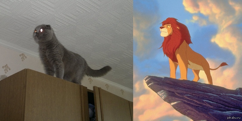 Симба игра куба котики. Король Лев кот. Симба котик. Симба кот из тик. Симба котик из тик тока.