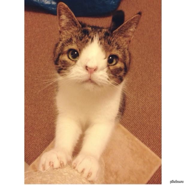 Так это мой кот. Так это мой кот. Amateur мем. Мой кот живет по принципу жрать. Кот маминой подруги мой кот.